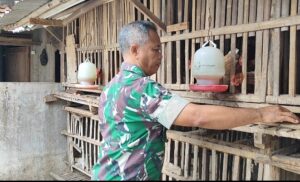 IMG_20250217_085909-300x182 Kapten Hartadi, Danramil 01 Sragen Menggerakkan Ketahanan Pangan Melalui Peternakan Mandiri